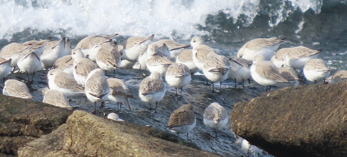 Sanderling - ML630628357