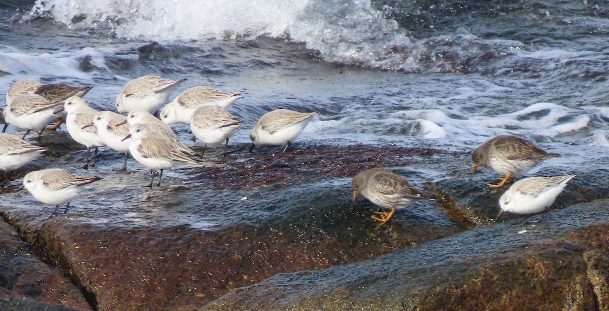 Purple Sandpiper - ML630628362