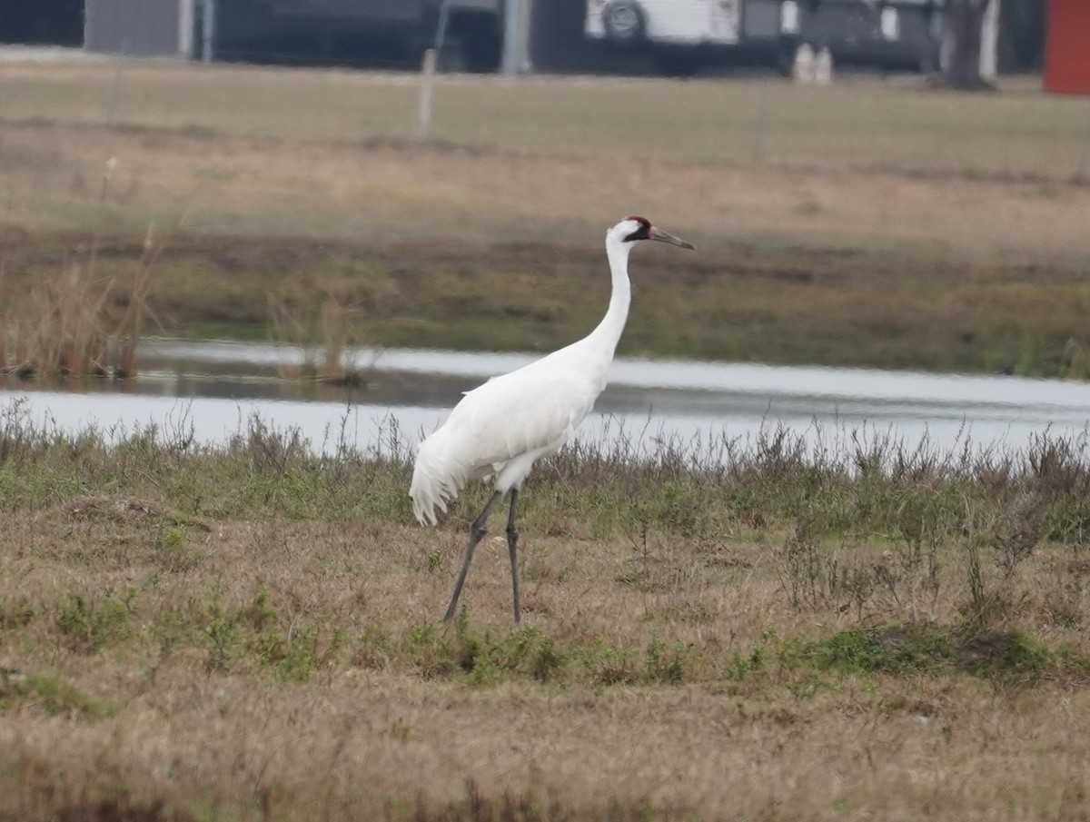Whooping Crane - ML630628923