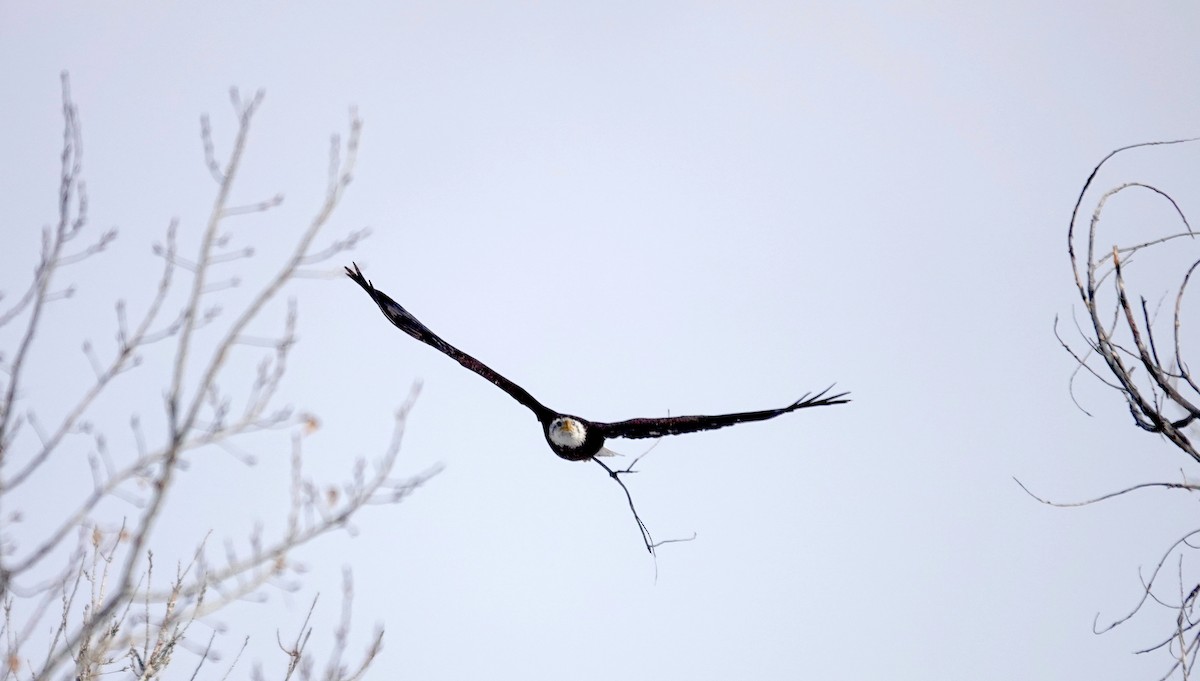 Bald Eagle - ML630629240