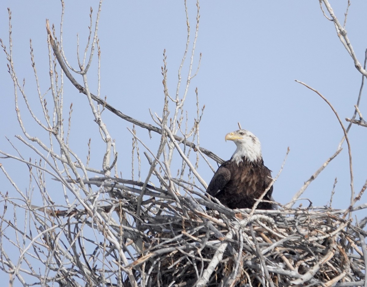 Bald Eagle - ML630629241