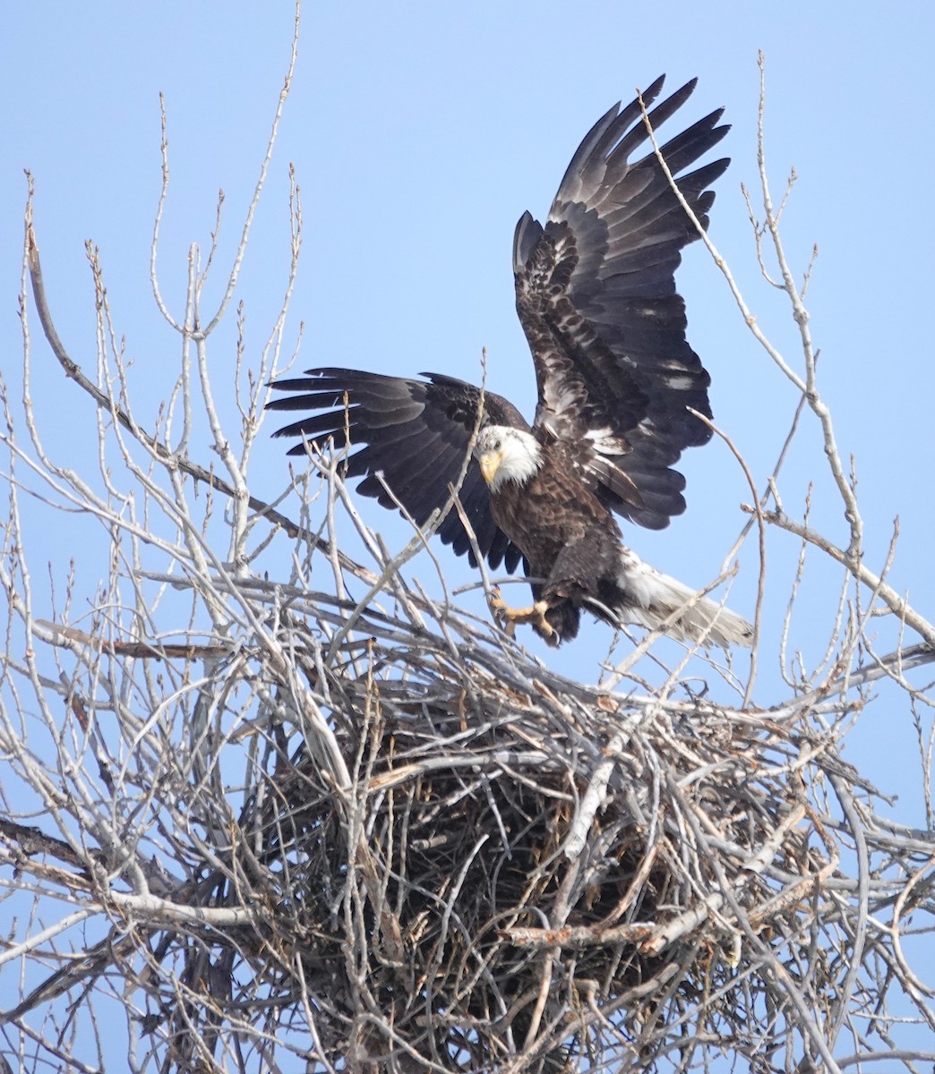 Bald Eagle - ML630629243