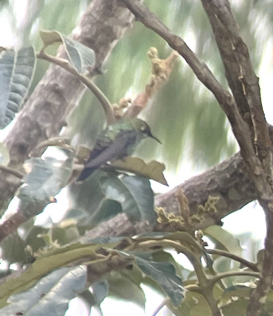 Black-backed Thornbill - ML630629321