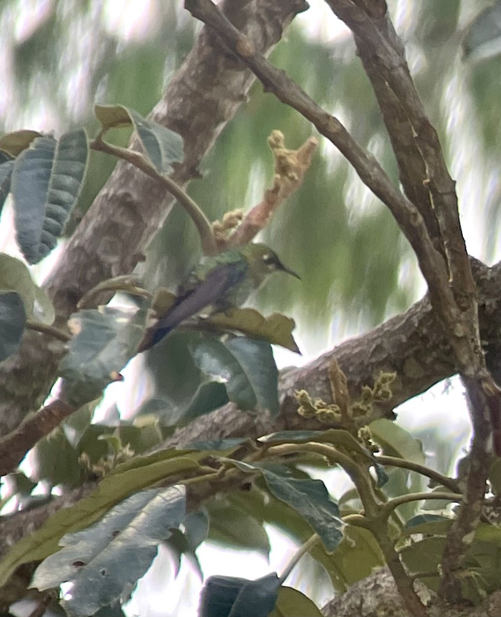 Black-backed Thornbill - ML630629322