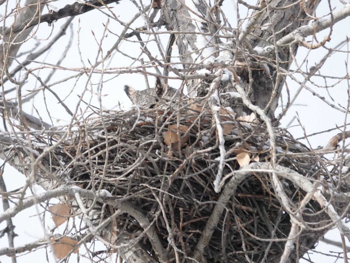 Great Horned Owl - ML630629465