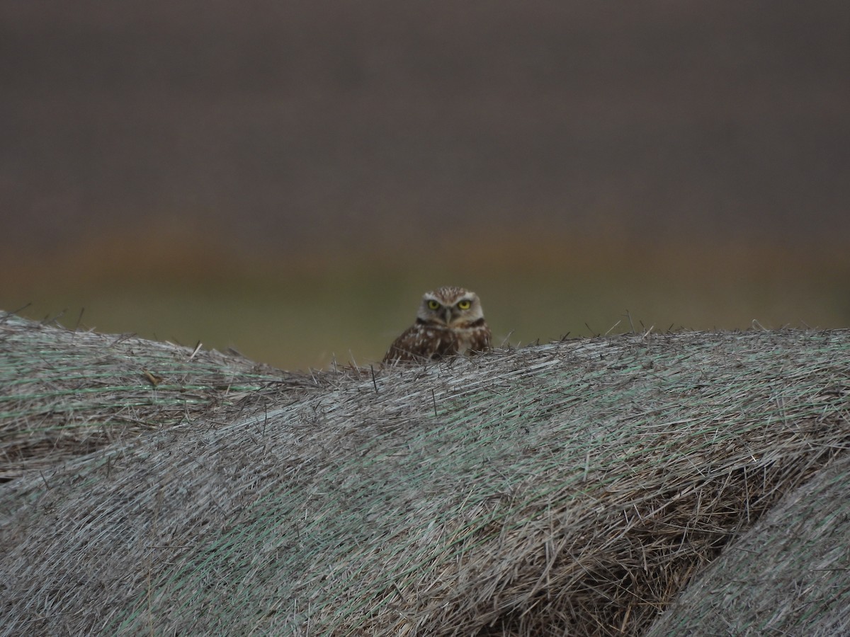 Burrowing Owl - ML630629616