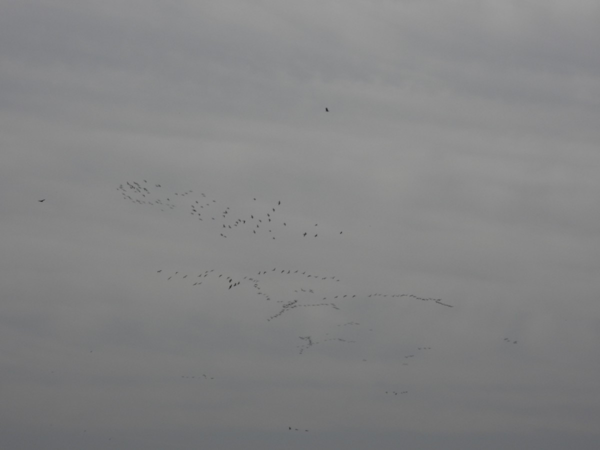 Sandhill Crane - ML630629635