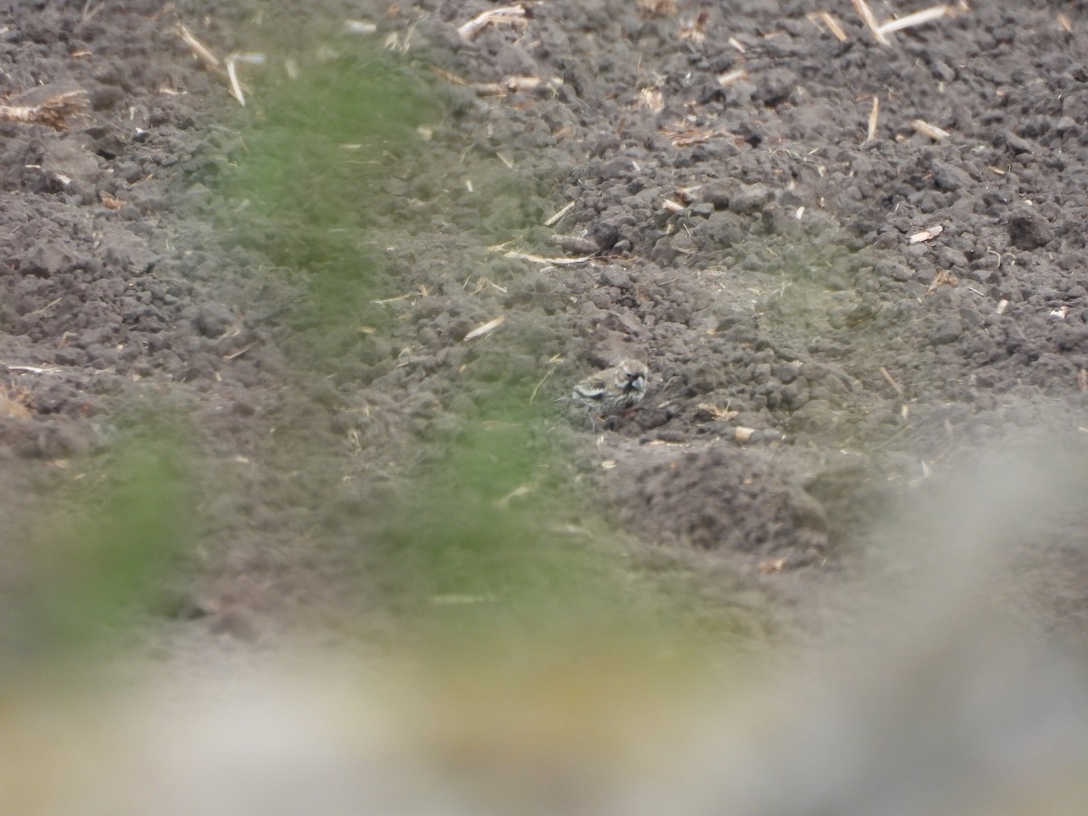 Lark Bunting - ML630629648