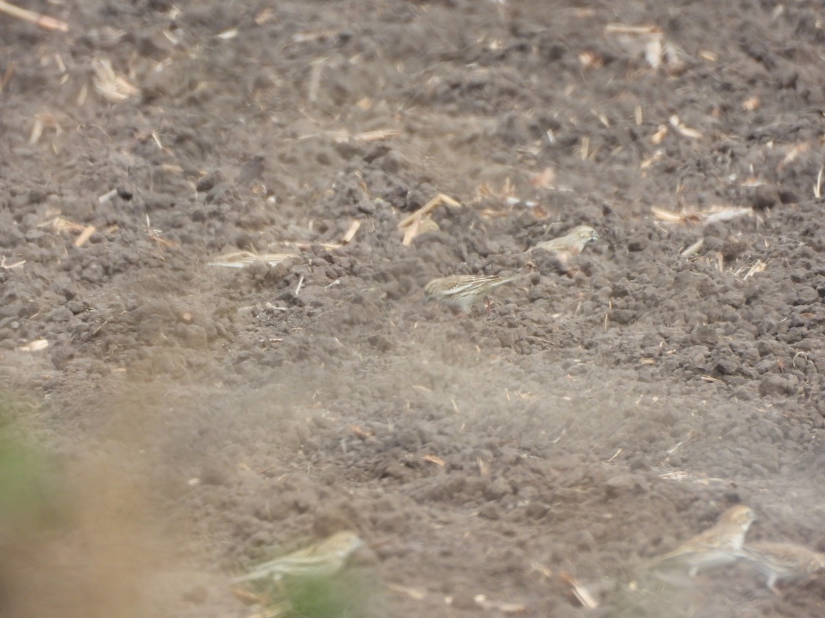 Lark Bunting - ML630629667