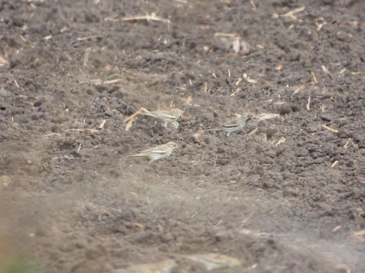 Lark Bunting - ML630629672