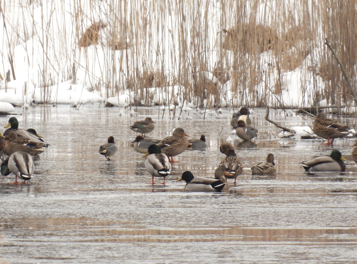Green-winged Teal - ML630629854