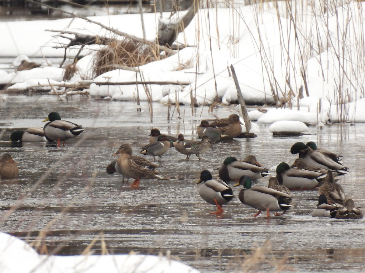Green-winged Teal - ML630629871