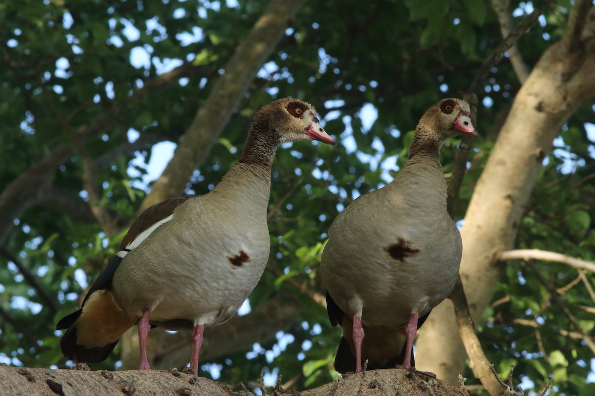 Nilgans - ML630630057