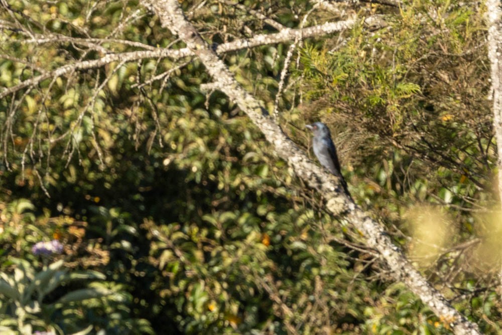 Graudrongo - ML630630160