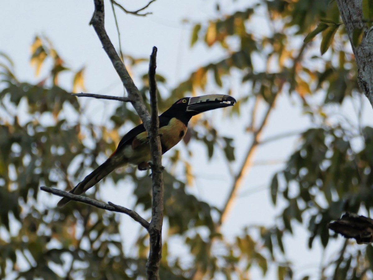 Kuşaklı/Soluk Gagalı Arasari - ML630630166