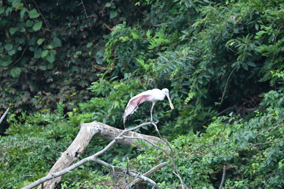 Roseate Spoonbill - ML630630187