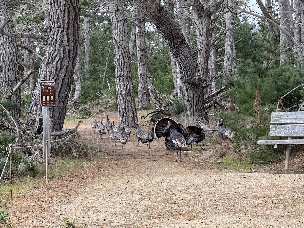 火雞 - ML630630315