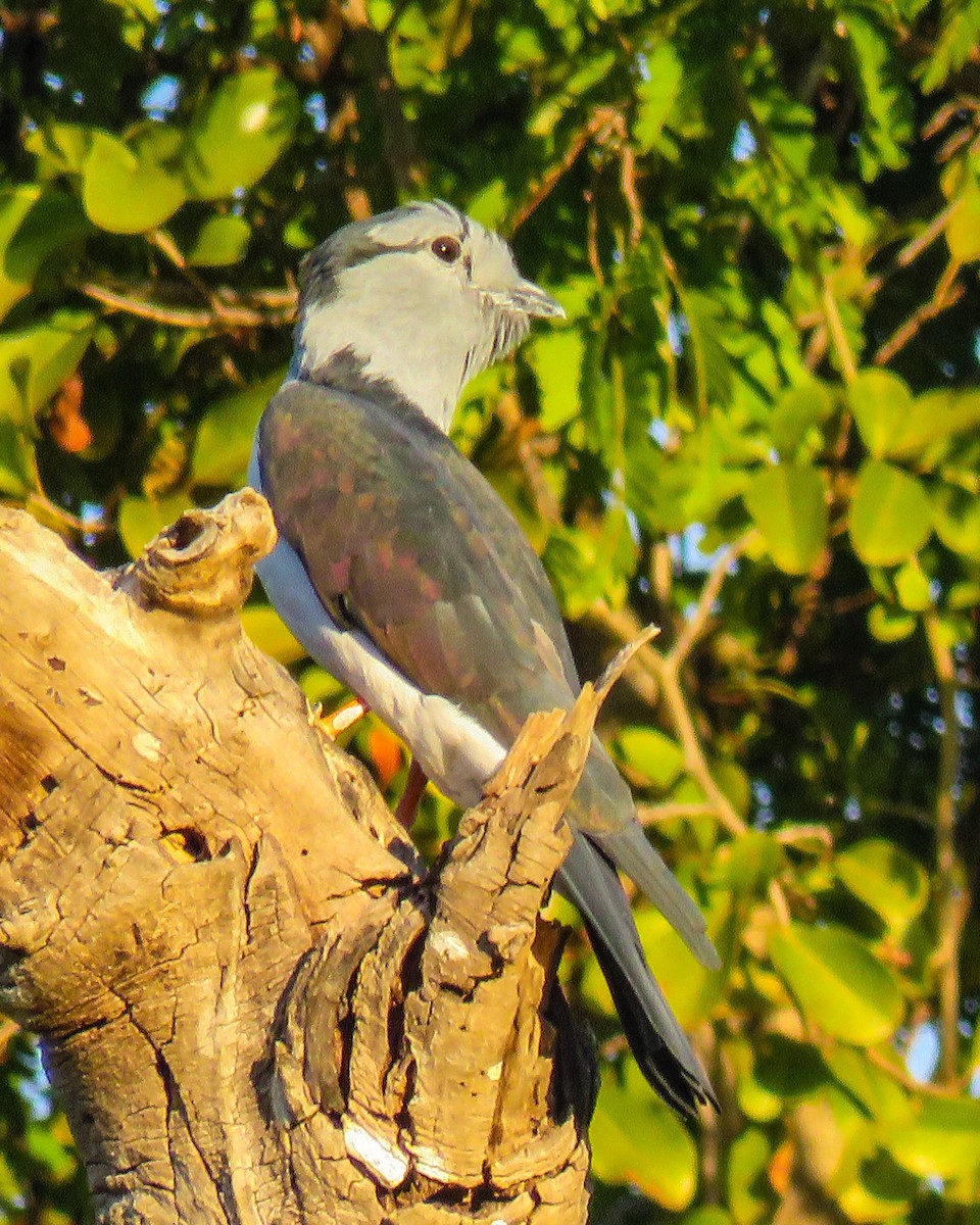 Cuckoo-roller - ML630630321