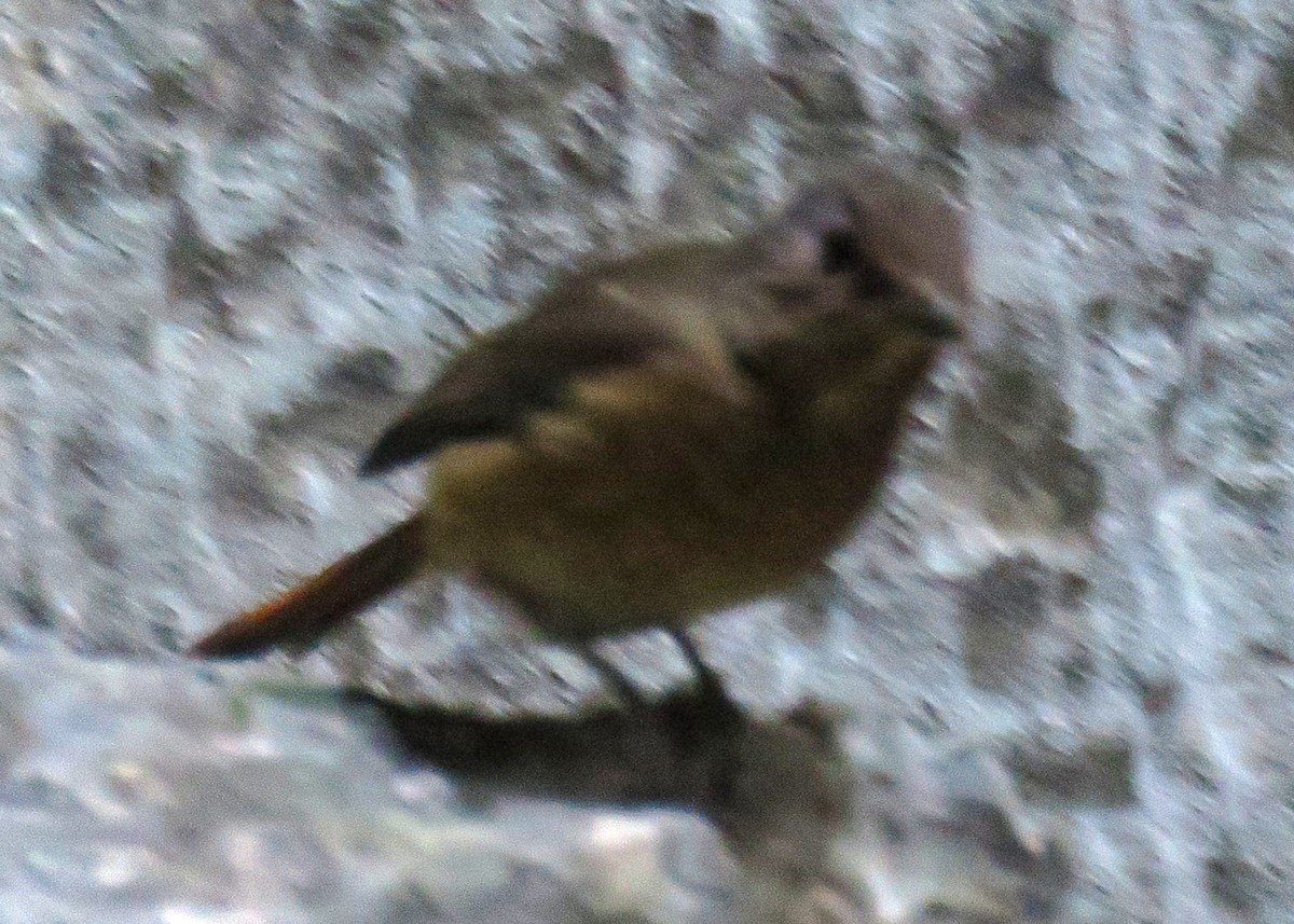 Forest Rock-Thrush - ML630630346