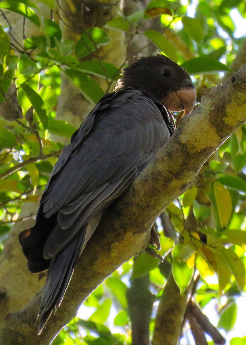 Lesser Vasa Parrot - ML630630485
