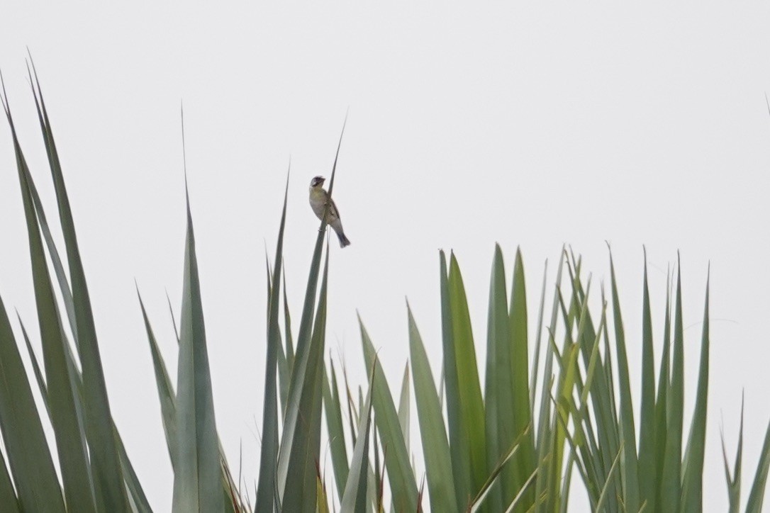 Lemon-breasted Seedeater - ML630630500