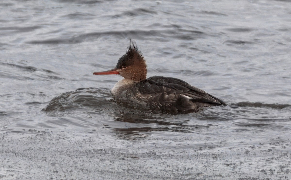 Red-breasted Merganser - ML630630580