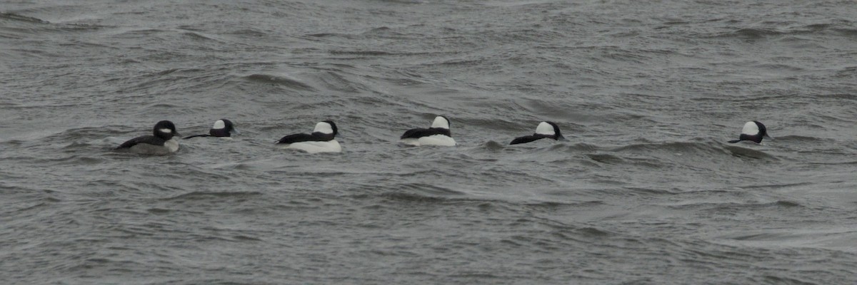 Bufflehead - ML630630608