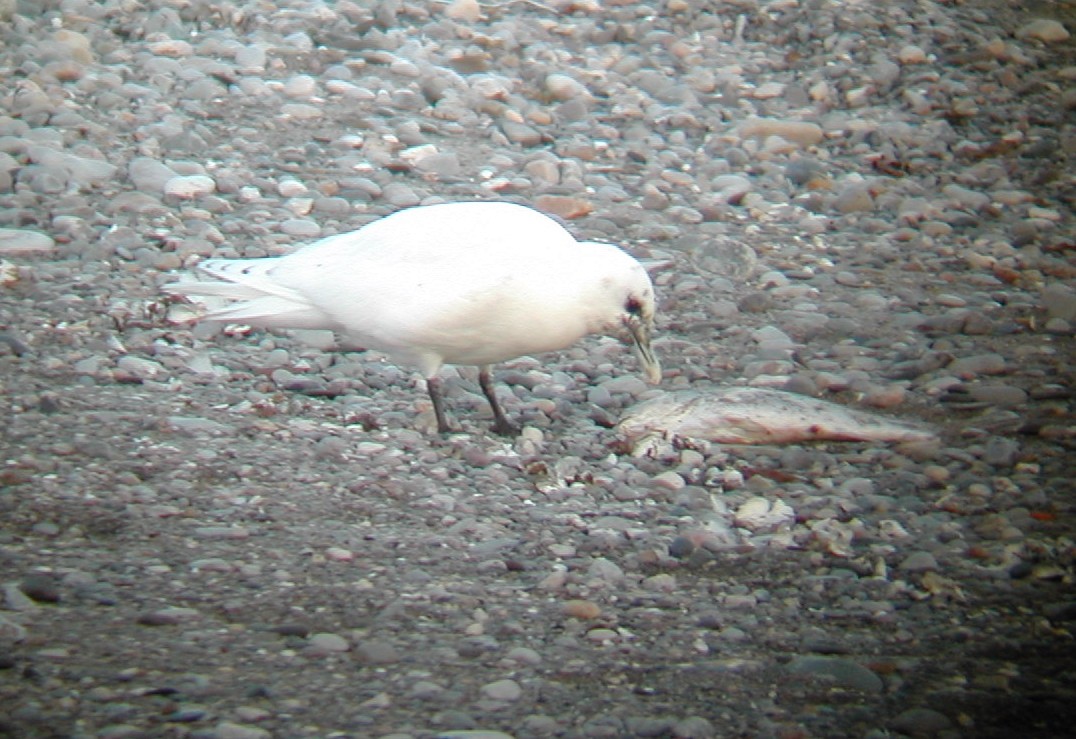 Ivory Gull - ML630630628