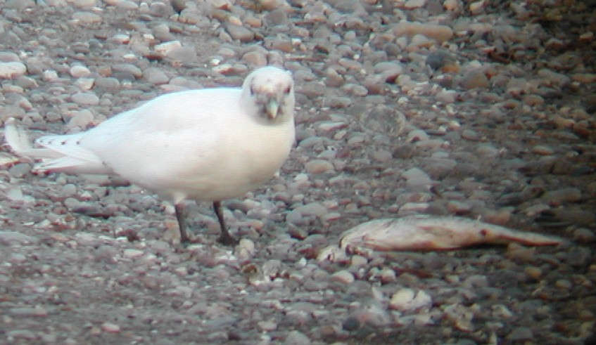Ivory Gull - ML630630629