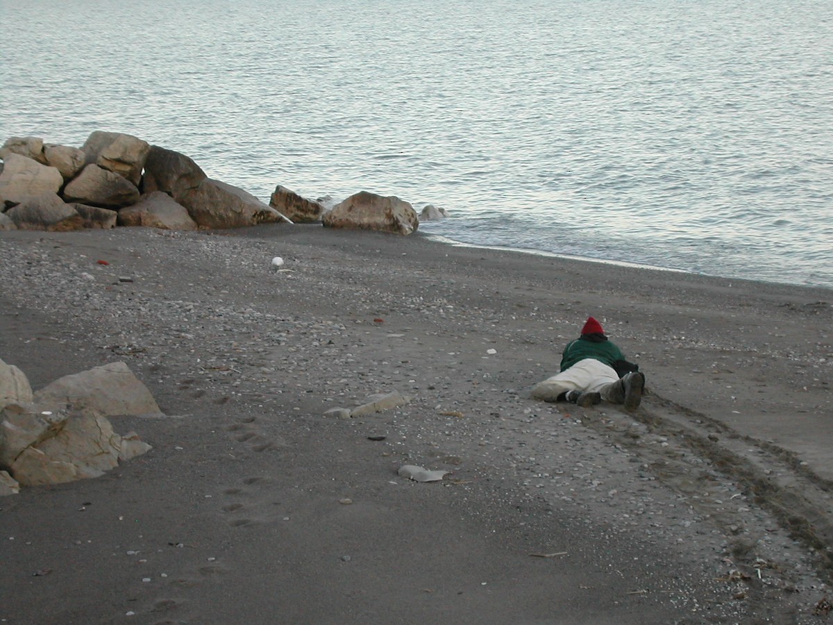 Ivory Gull - ML630630631