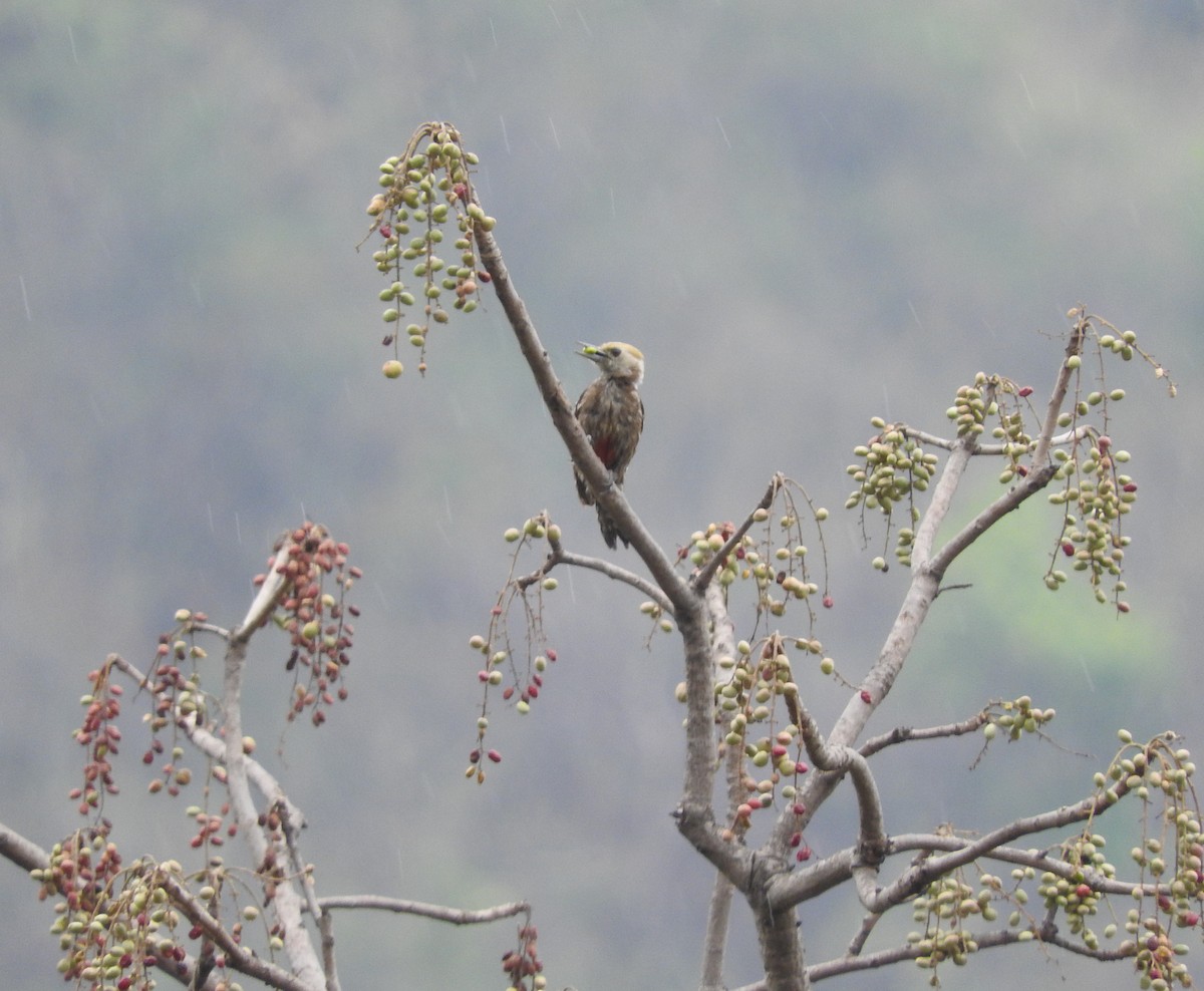 Yellow-crowned Woodpecker - ML630630696