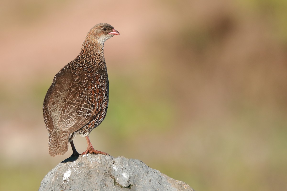 Chestnut-naped Spurfowl - ML630630870