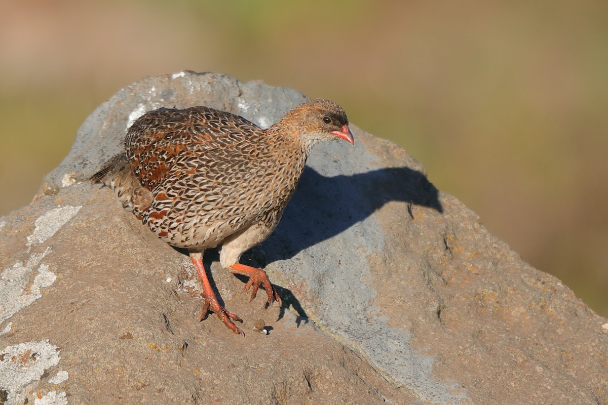 Chestnut-naped Spurfowl - ML630630872