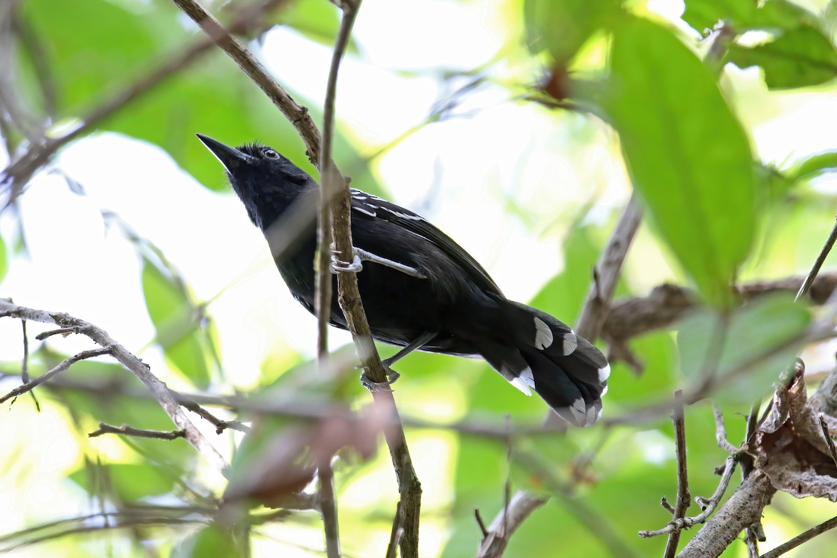 Bananal Antbird - ML630630925