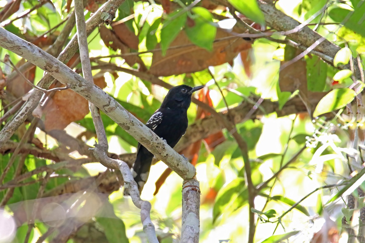 Bananal Antbird - ML630630926