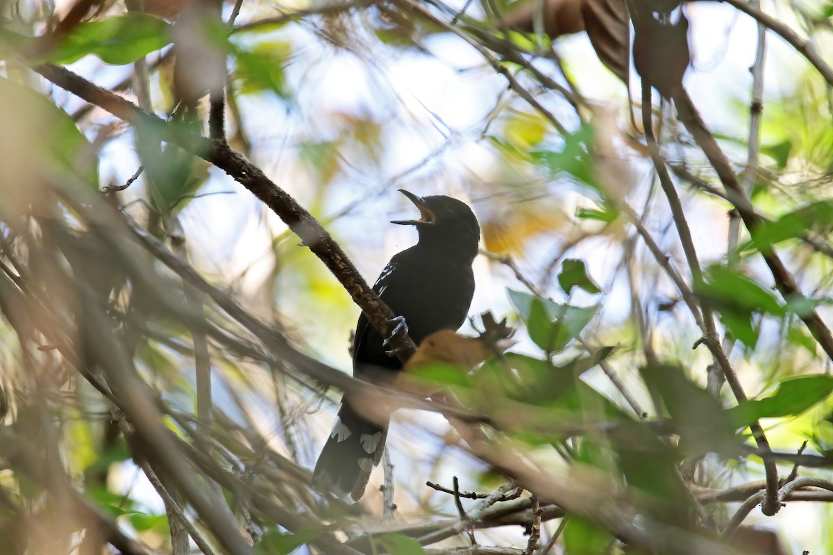 Bananal Antbird - ML630630927