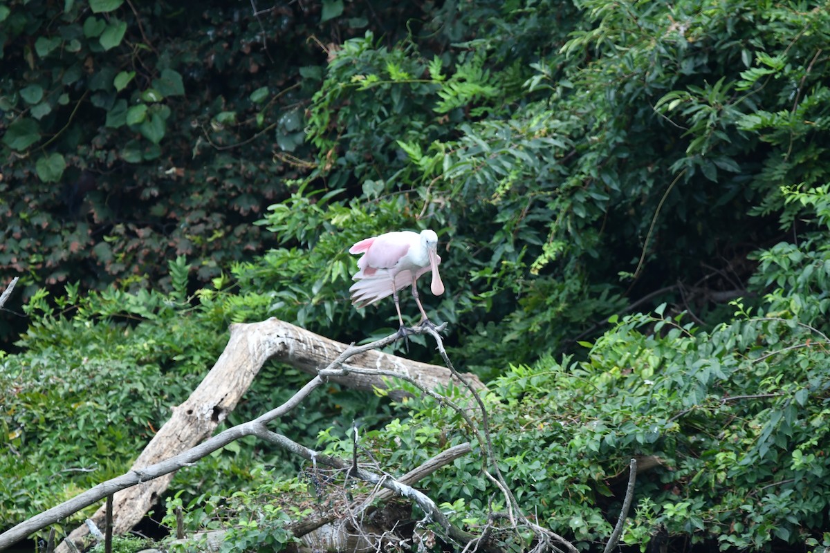 Roseate Spoonbill - ML630630954