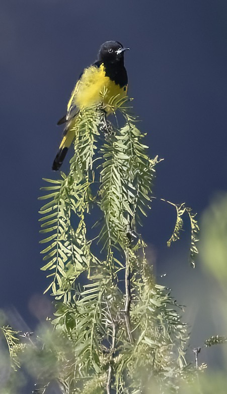 Scott's Oriole - ML630631310