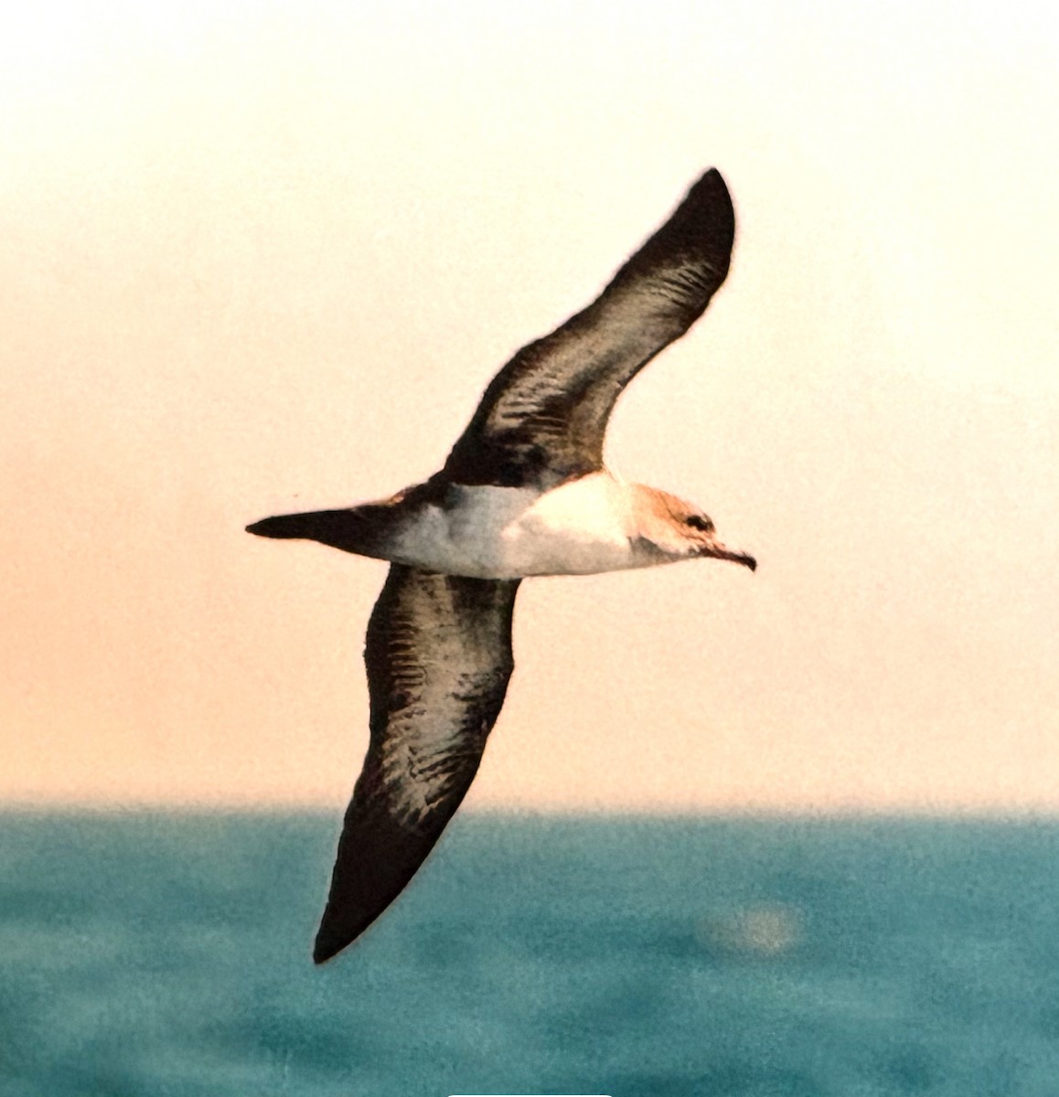 Pink-footed Shearwater - ML630631504