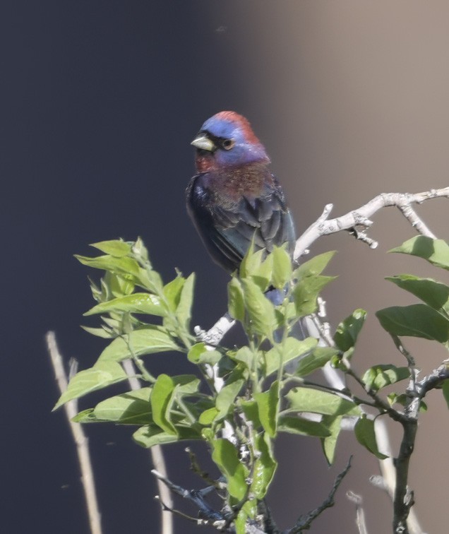 Varied Bunting - ML630631554