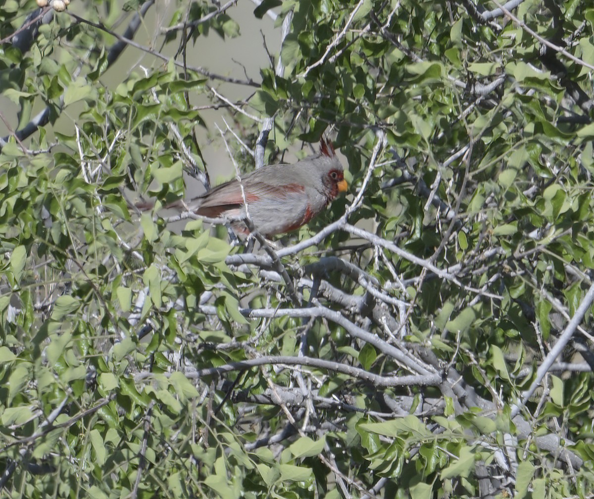 Pyrrhuloxia - ML630631628