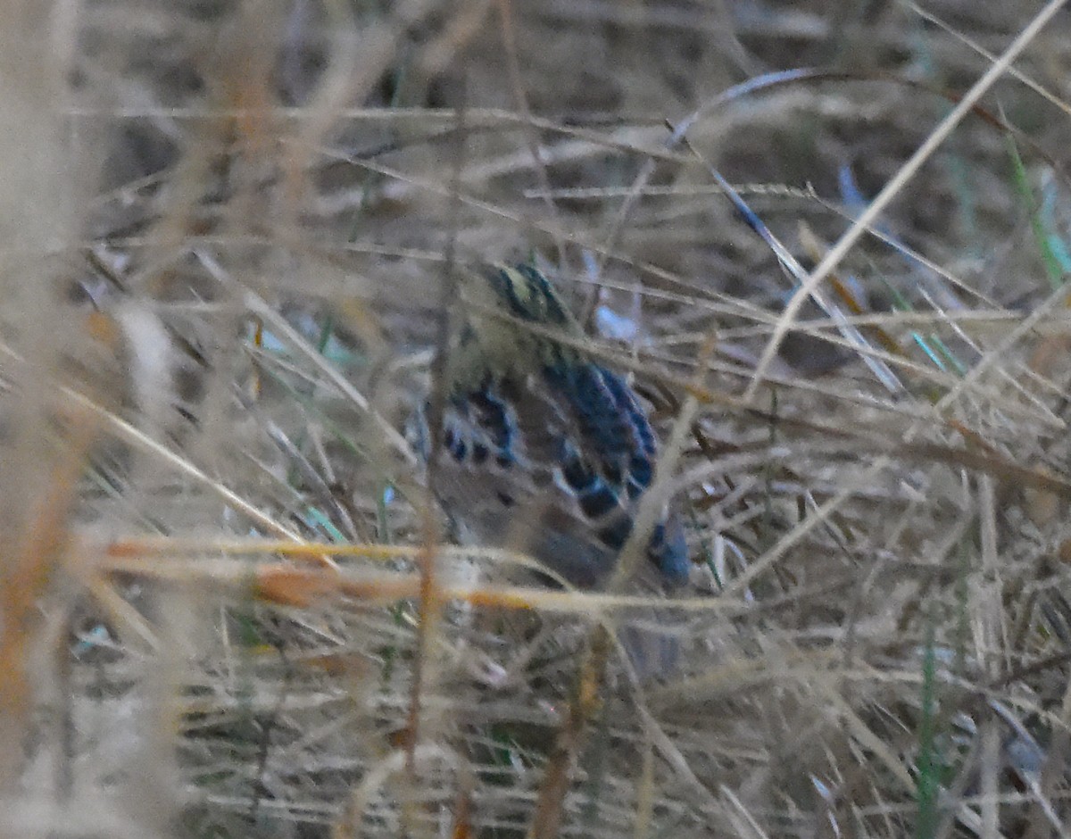 Henslow's Sparrow - ML630631722