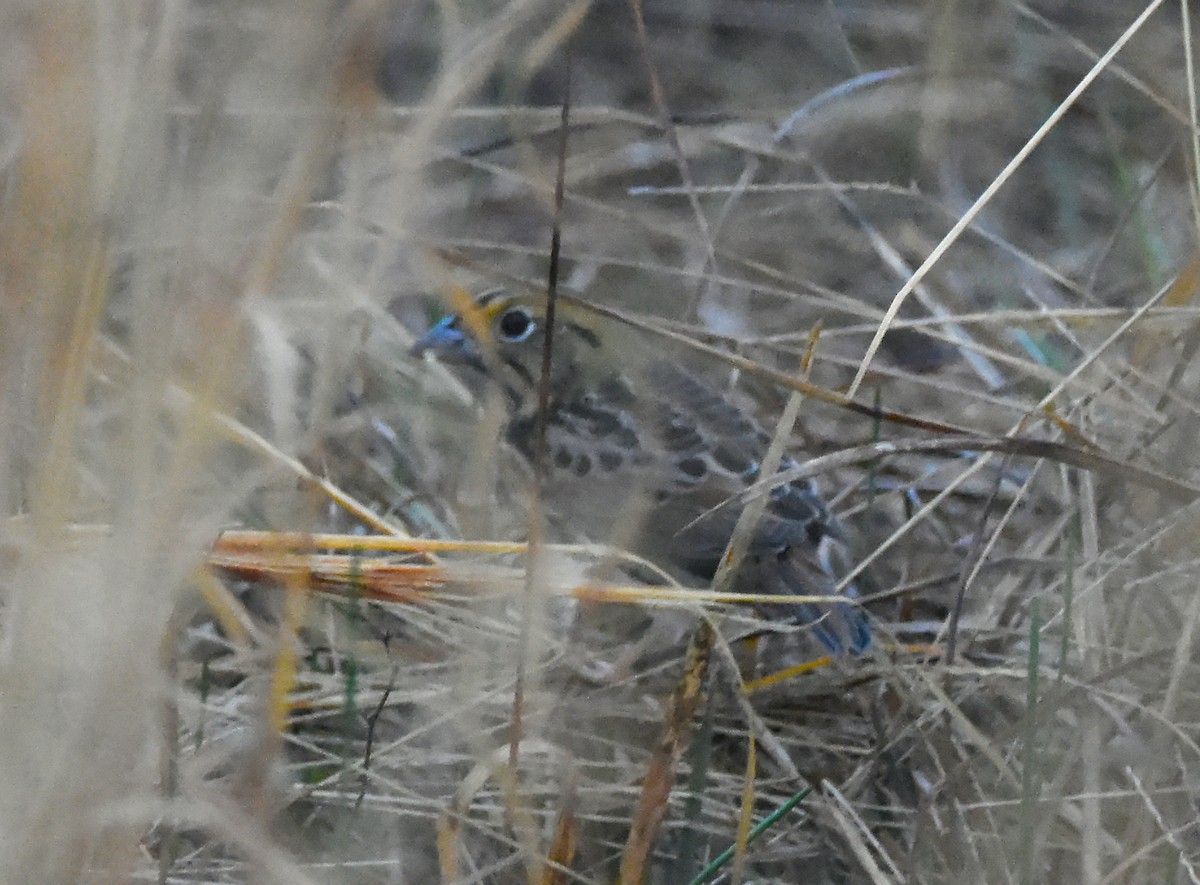 Henslow's Sparrow - ML630631723