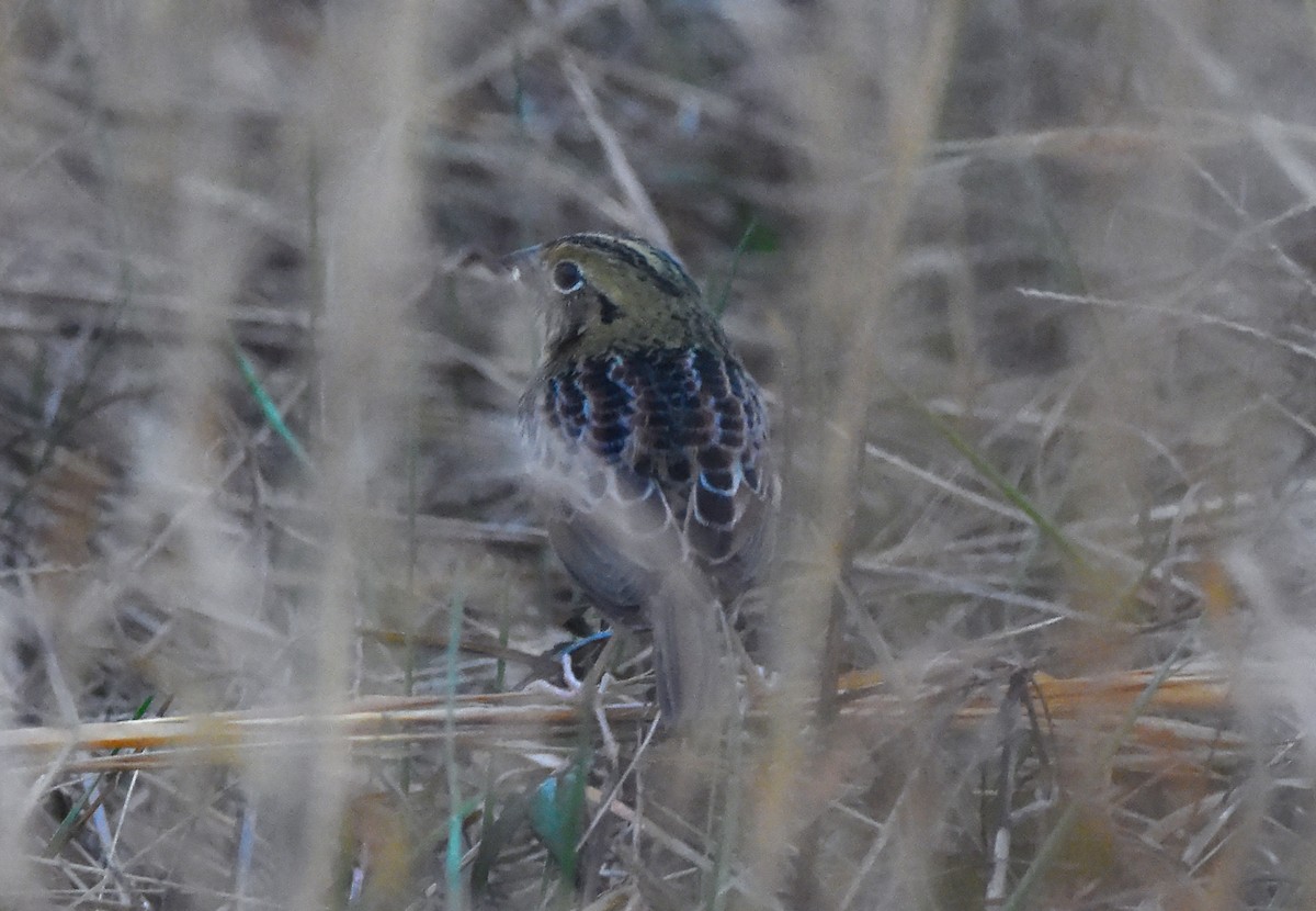 Henslow's Sparrow - ML630631724