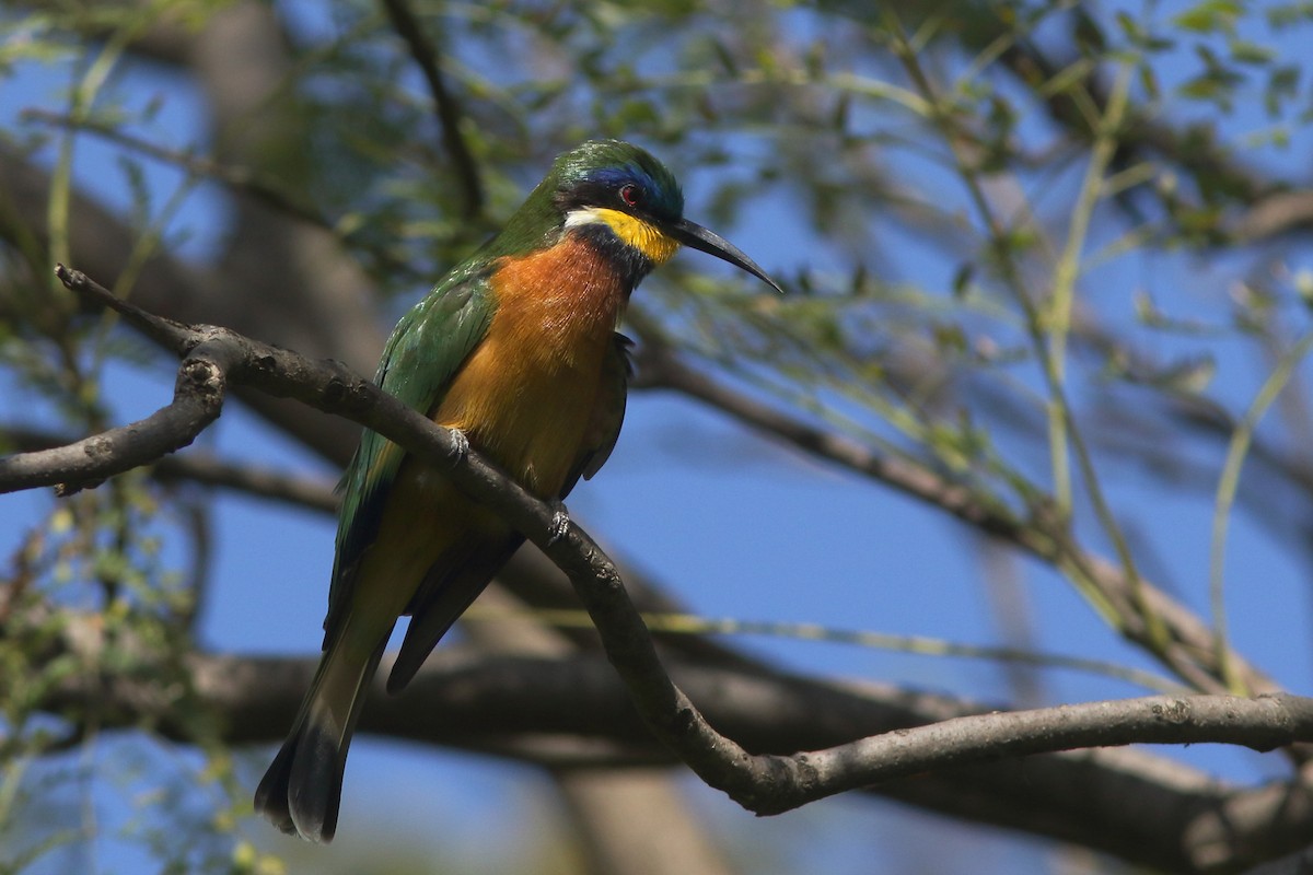 Ethiopian Bee-eater - ML630631786