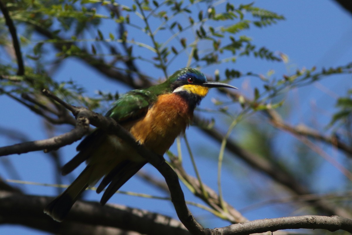 Ethiopian Bee-eater - ML630631803