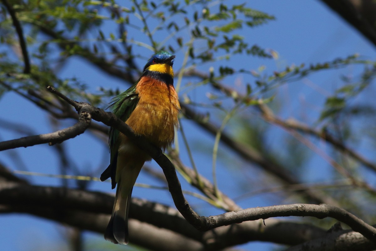 Ethiopian Bee-eater - ML630631809