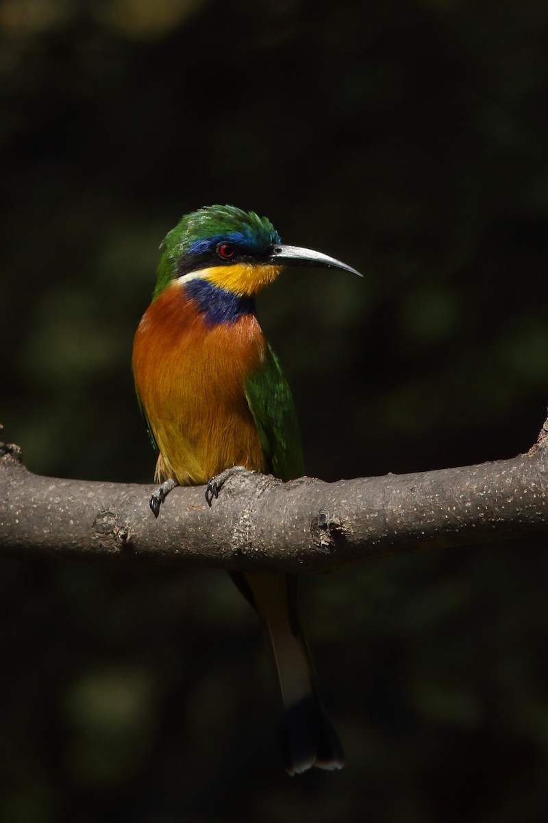 Ethiopian Bee-eater - ML630631827