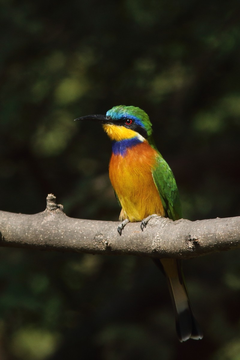 Ethiopian Bee-eater - ML630631828