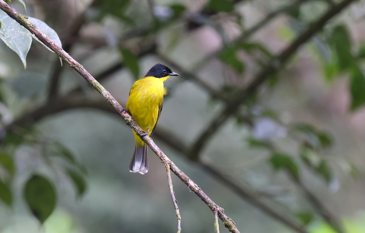 Black-capped Bulbul - ML630631841